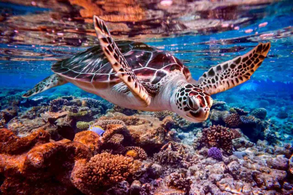 Maldives-voyage-tortue-marine